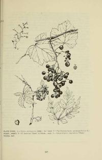 Zoom illustration parthenocissus_inserta.jpg