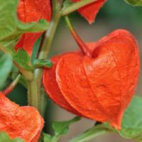 Zoom illustration physalis_alkekengi_franchetii.jpg