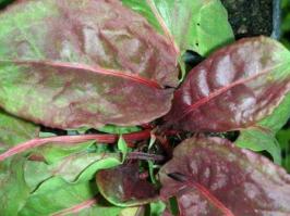Zoom illustration rumex_alpestris_ruber.jpg
