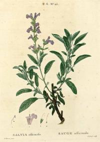 Zoom illustration sauge_officinale3.jpg