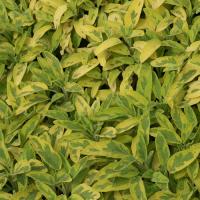 Zoom illustration sauge_officinale_panachee_jaune.jpg