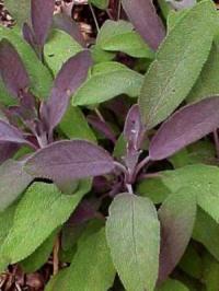 Zoom illustration sauge_officinale_pourpre.jpg