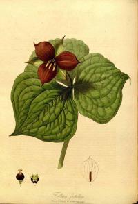 Zoom illustration trillium_erectum.jpg