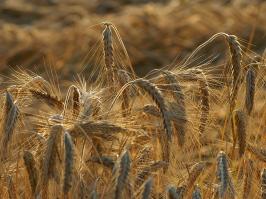 Zoom illustration triticum_polonicum.jpg