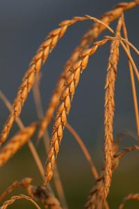 Zoom illustration triticum_spelta.jpg