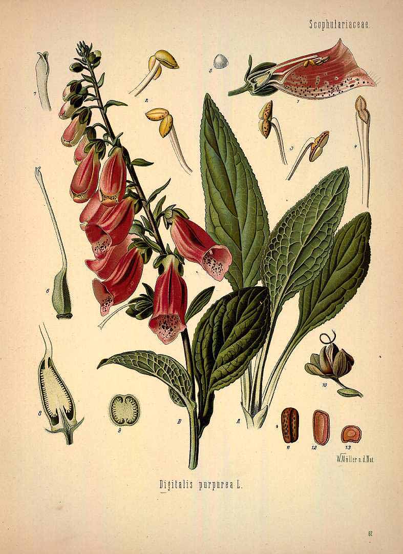 Illustration Digitalis purpurea, Par Ko&#776;hler, F.E., Ko&#776;hler?s Medizinal Pflanzen (1883-1914) Med.-Pfl. vol. 1 (1887), via plantillustrations 