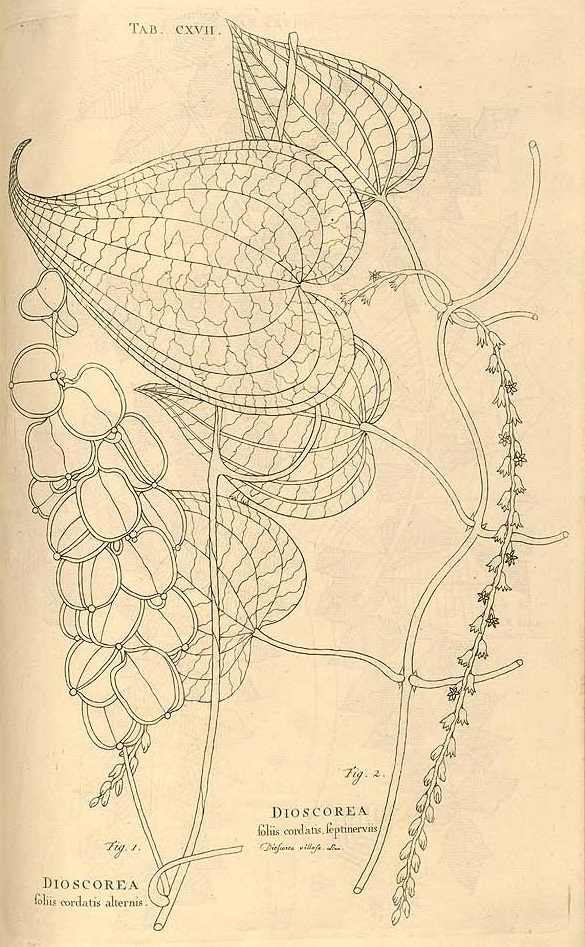 Illustration Dioscorea altissima, Par Plumier, C., Burmann, J., Plantarum americanarum (1755-1760) Pl. Amer. (1755-1760), via plantillustrations 