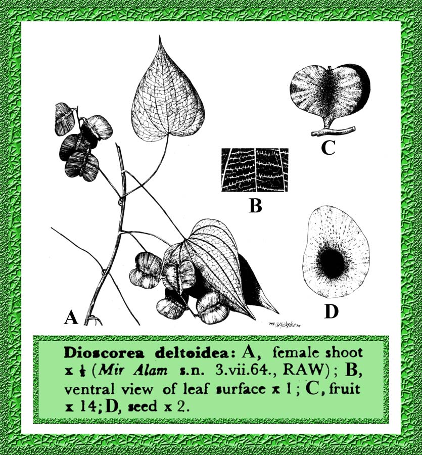 Illustration Dioscorea deltoidea, Par Dinesh Valke de Thane, Indes, via x 
