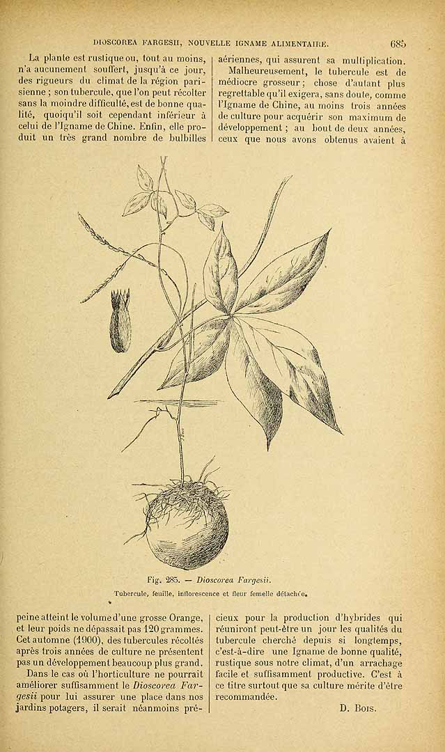 Illustration Dioscorea kamoonensis, Par Revue horticole, sér. 4 (1852-1974) Rev. Hort. (Paris), ser. 4, via plantillustrations 
