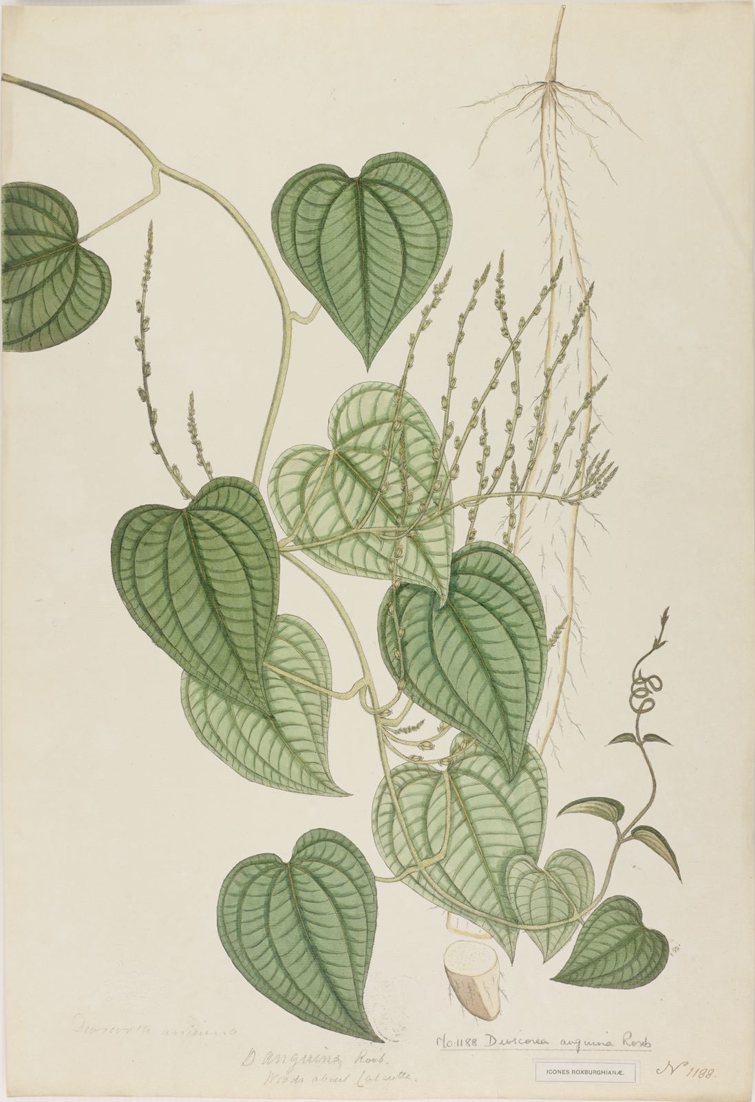 Illustration Dioscorea pubera, Par William Roxburgh., via kew 