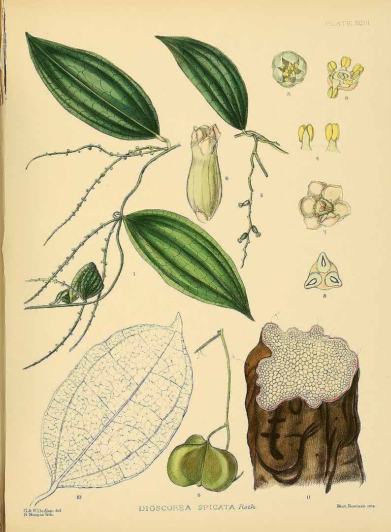 Illustration Dioscorea spicata, Par Trimen, H., hand-book to the flora of Ceylon (1893-1898) Handb. Fl. Ceylon (1893), via plantillustrations 