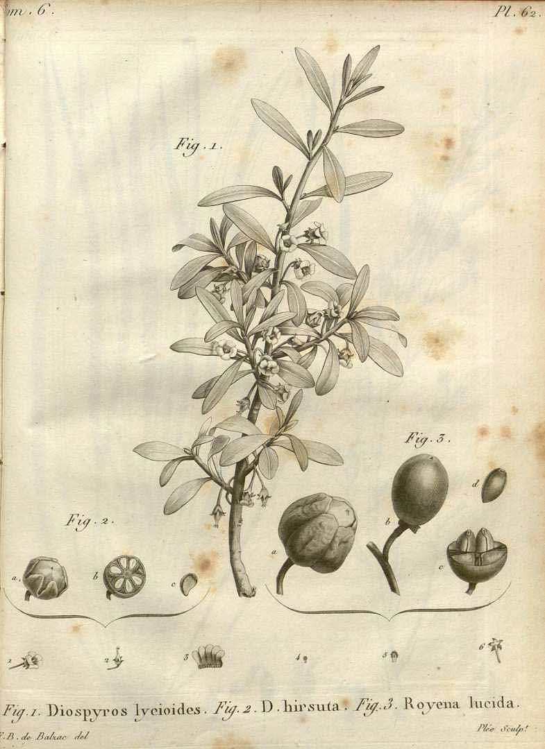 Illustration Diospyros lycioides, Par Annales du Muséum National d´Histoire Naturelle (vol. 6: t. 62, 1805) [T.B. de Balzac], via plantillustrations 