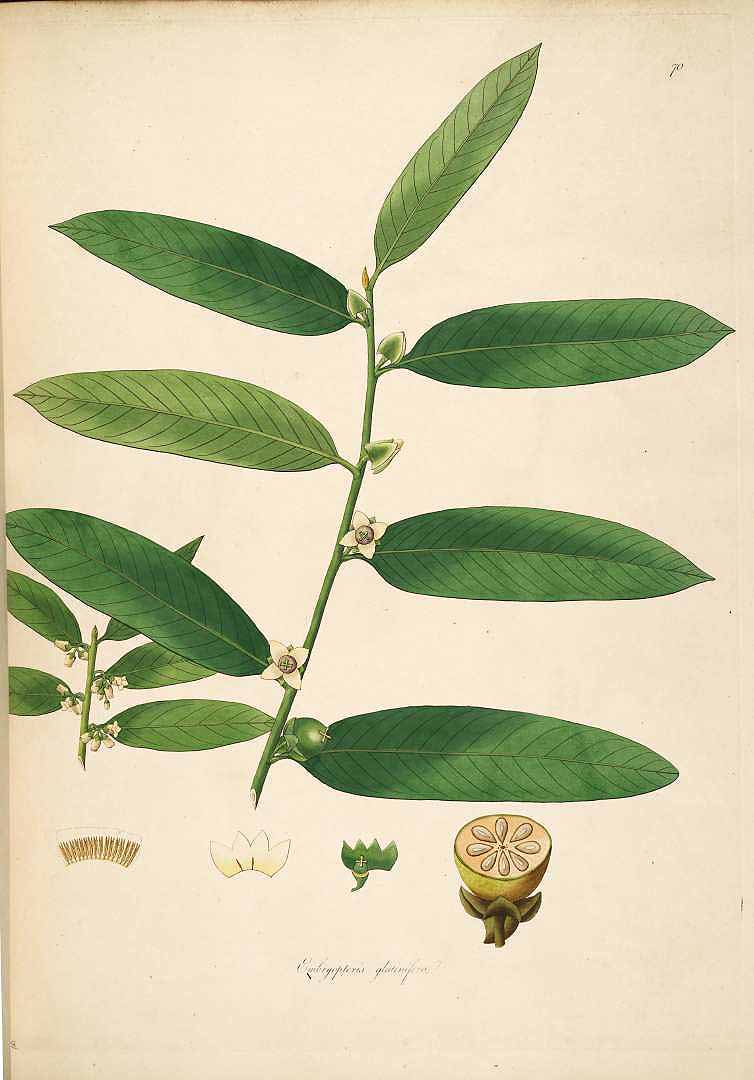 Illustration Diospyros malabarica, Par Roxburgh, W., Plants of the coast of Coromandel (1795-1819) Pl. Coromandel, via plantillustrations 