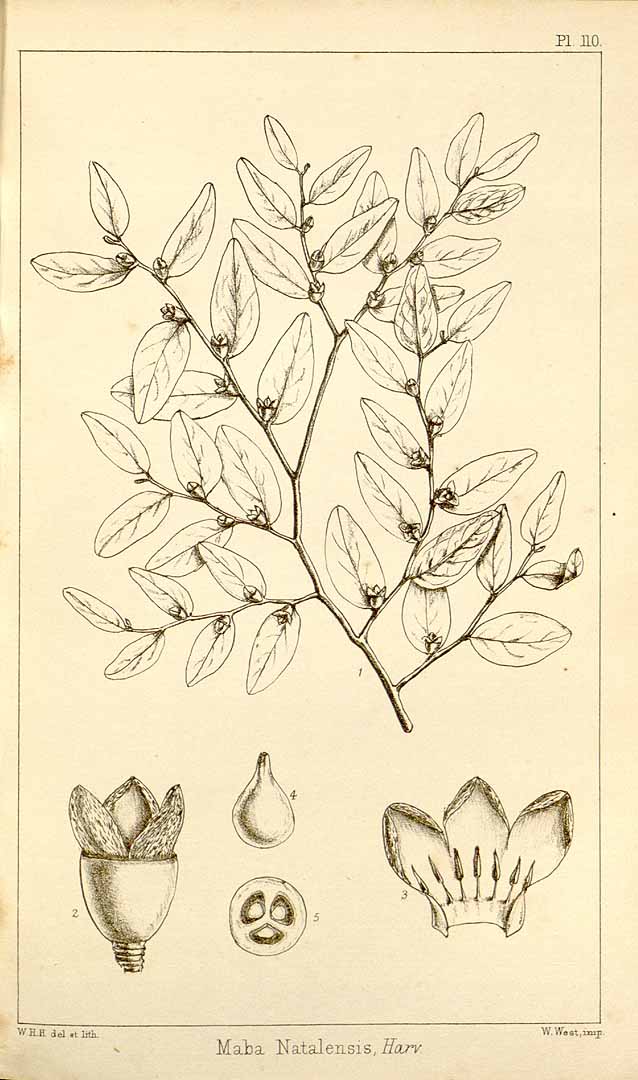 Illustration Diospyros natalensis, Par Harvey W.H. (Thesaurus capensis, or illustrations of South African flora, vol. 2: t. 110, 1863) [W.H. Harvey], via plantillustrations 