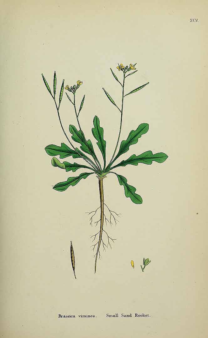Illustration Diplotaxis viminea, Par Sowerby J.E. (English Botany, or Coloured Figures of British Plants, 3th ed., vol. 1: t. 95, 1863), via plantillustrations 