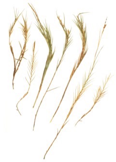 Illustration Distichlis palmeri, Par Herbier de l'Université d'Arizona, via pfaf 