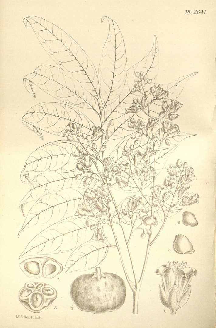Illustration Dracontomelon duperreanum, Par Hooker´s Icones Plantarum (vol. 27: t. 2641, 1900) [M. Smith], via plantillustrations 
