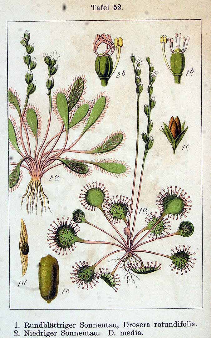 Illustration Drosera rotundifolia, Par Krause E.H.L., Sturm J., Lutz K.G. (Flora von Deutschland in Abbildungen nach der Natur, Zweite auflage, vol. 6: t. 52, fig. 1, 1902), via plantillustrations 