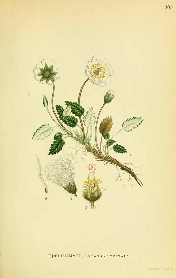 Illustration Dryas octopetala, Par Lindman C.A.M. (Bilder ur Nordens Flora, vol. 2: t. 305, 1922), via plantillustrations 