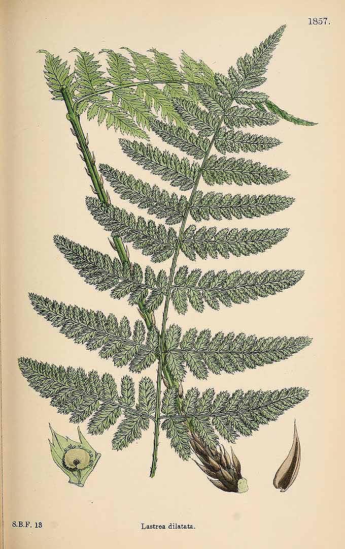 Illustration Dryopteris dilatata, Par Smith, J.E., English botany, or coloured figures of British plants, ed. 3 [B] [J.E. Sowerby et al] (1863-1899) Engl. Bot., ed. 3 vol. 12 (1886), via plantillustrations 