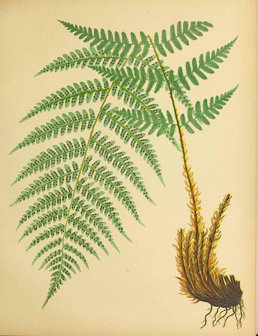 Illustration Dryopteris marginalis, Par Emerton, J.H., Eaton, D.C., Beautiful ferns (1881), via plantillustrations 