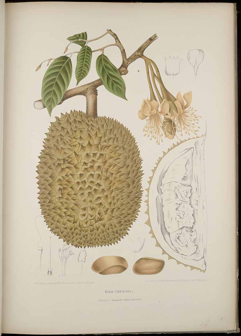 Illustration Durio zibethinus, Par Nooten B.H. van (Fleurs, fruits et feuillages choisis de l´ille de Java: peints d´apres nature, t. 28, 1880) [B. Hoola van Nooten], via plantillustrations 