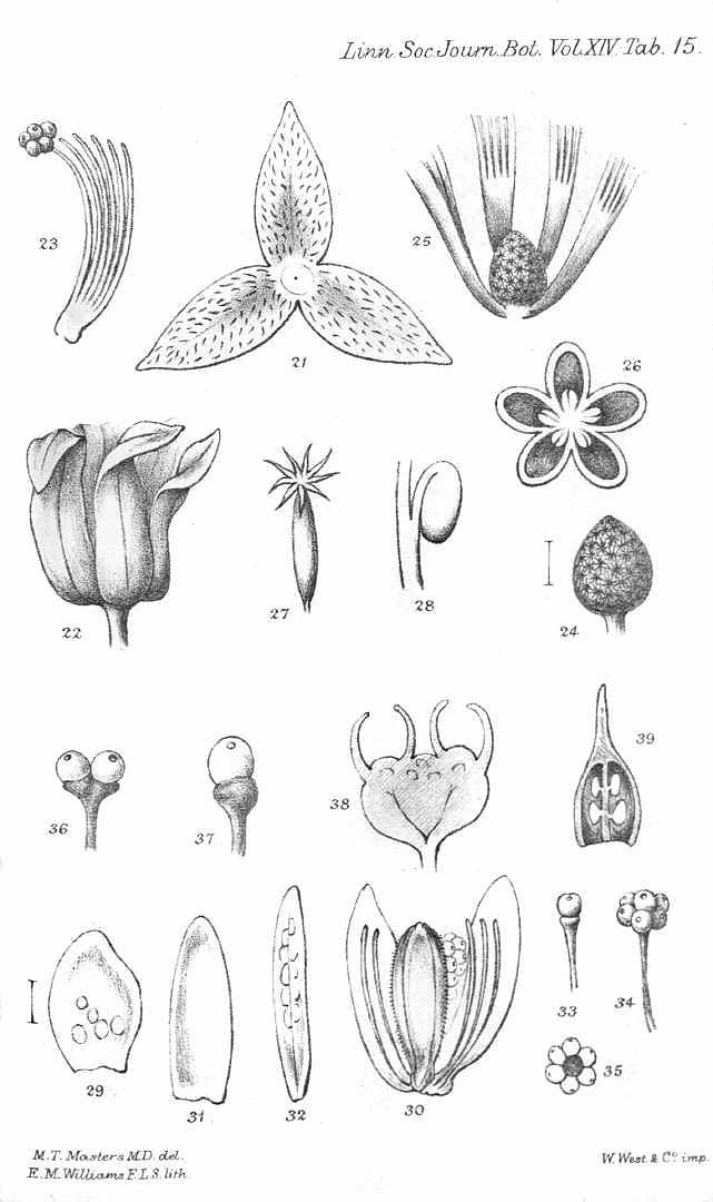 Illustration Durio grandiflorus, Par The journal of the Linnean society, Botany (vol. 14: t. 15, 1875) [M.T. Masters], via plantillustrations 