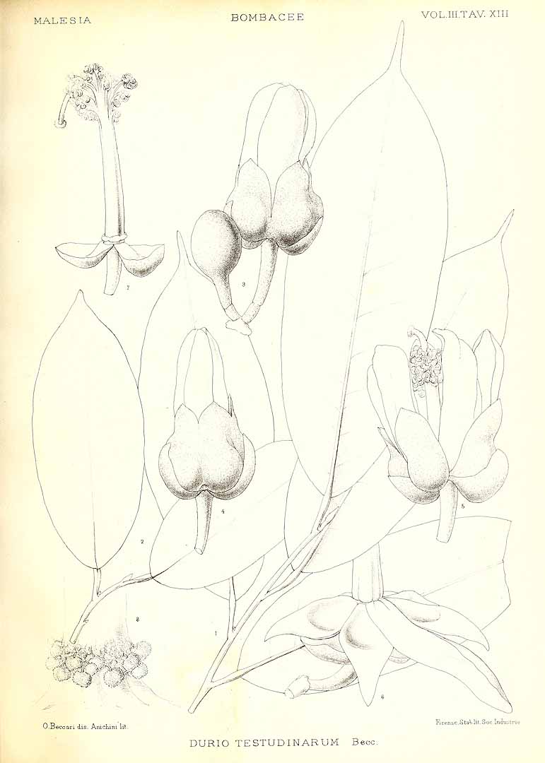 Illustration Durio testudinarius, Par Beccari, O., Malesia (1877-1890) Malesia, via plantillustrations 