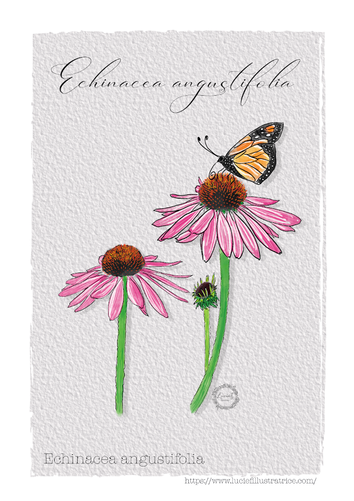 Illustration Echinacea angustifolia, Par Lucief.illustratrice, via www.luciefillustratrice.com 