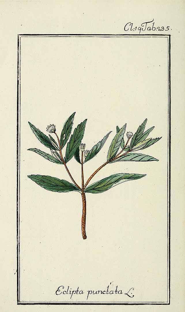 Illustration Eclipta prostrata, Par Zorn J., Jacquin N.J.F. von (Dreyhundert auserlesene amerikanische Gewa?chse, vol. 3, t. 235, 1787), via plantillustrations 