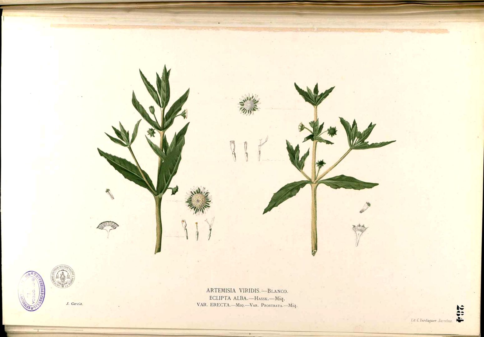 Illustration Eclipta prostrata, Par Blanco M. (Flora de Filipinas, t. 284, 1875), via plantillustrations 