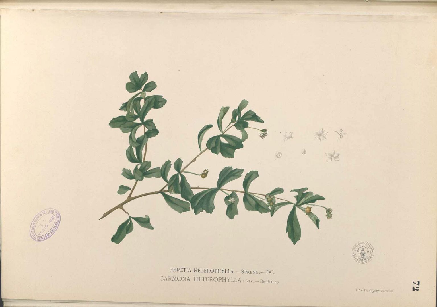 Illustration Ehretia microphylla, Par Blanco, M., Flora de Filipinas, ed. 3 (1877-1883) Fl. Filip., ed. 3, via plantillustrations 