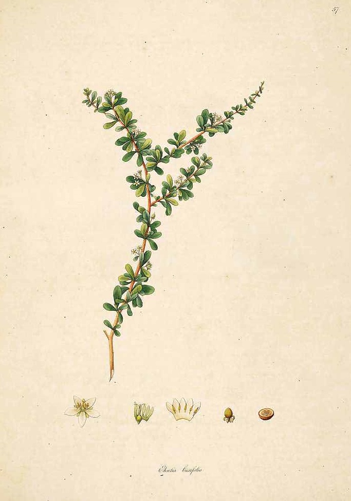 Illustration Ehretia microphylla, Par Roxburgh, W., Plants of the coast of Coromandel (1795-1819) Pl. Coromandel vol. 1 (1795), via plantillustrations 