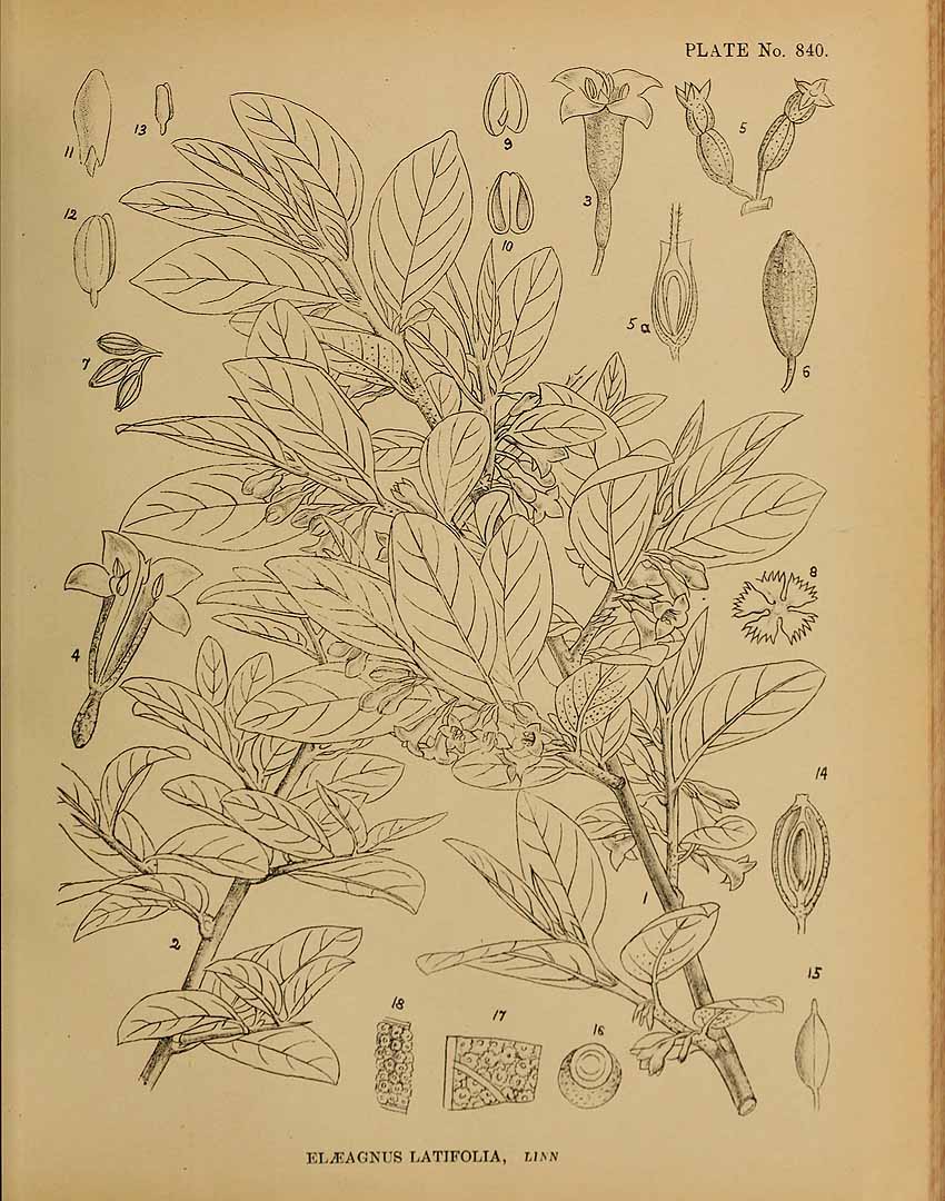 Illustration Elaeagnus latifolia, Par Kirtikar, K.R., Basu, B.D., Indian medicinal plants, Plates (1918) Ind. Med. Pl., Plates vol. 5 (1918), via plantillustrations 