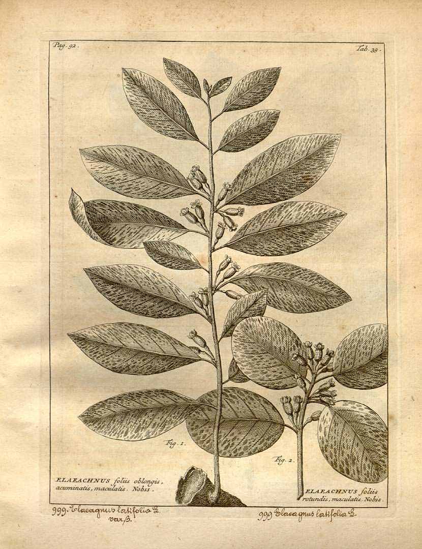 Illustration Elaeagnus latifolia, Par Burman, J., Thesaurus Zeylanicus (1737) Thes. Zeylan. (1737), via plantillustrations 