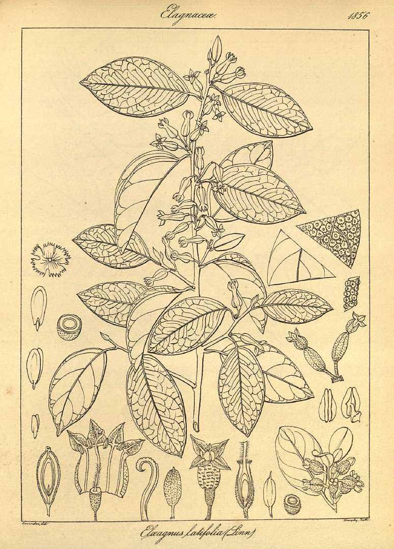 Illustration Elaeagnus latifolia, Par Wig
