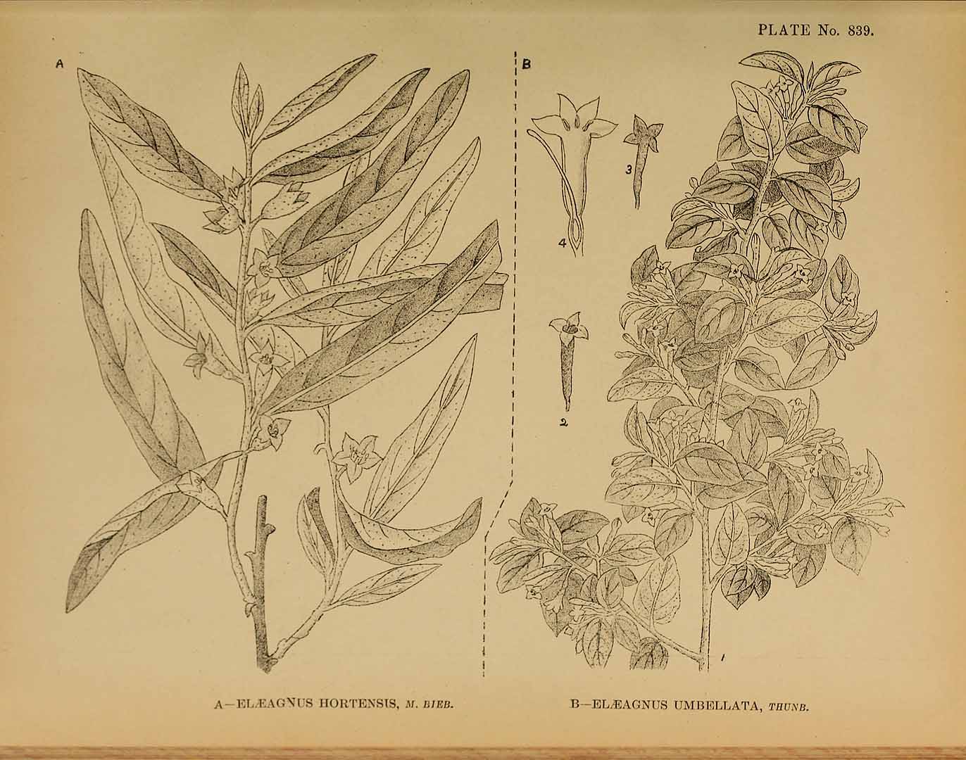 Illustration Elaeagnus umbellata, Par Indian medicinal plants (vol. 5: t. 839, fig. B), via plantillustrations 