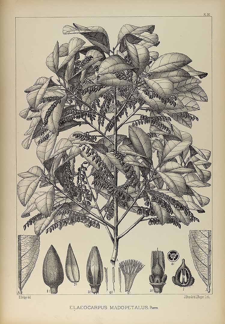 Illustration Elaeocarpus hygrophilus, Par Pierre L. (Flore forestiere de la Cochinchine, vol. 2: t. 150, 1839), via plantillustrations 