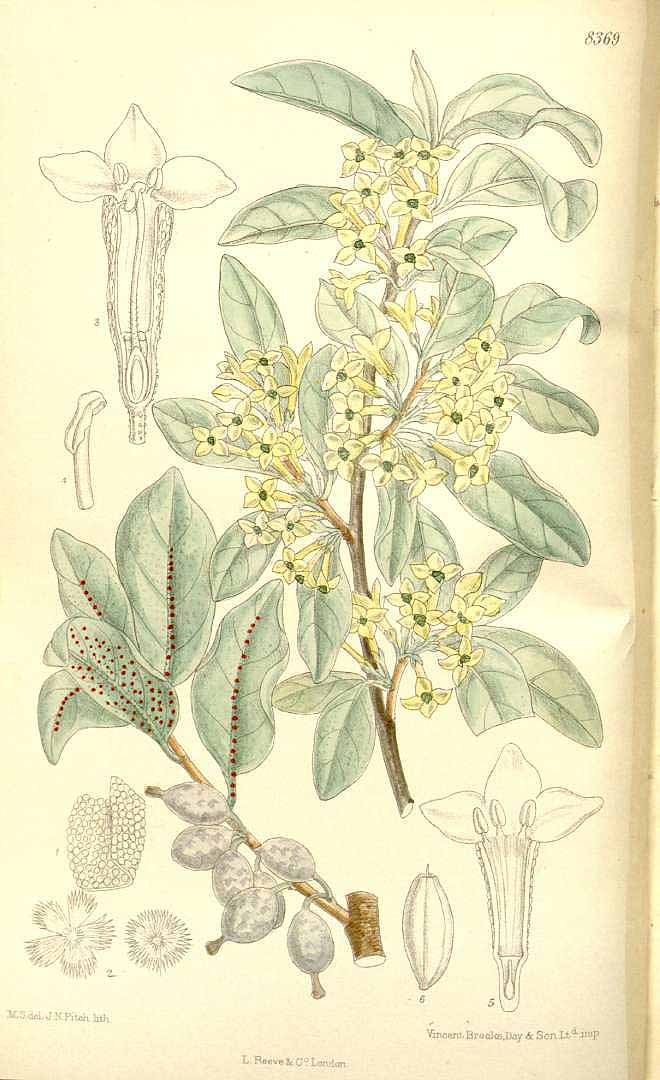 Illustration Elaeagnus commutata, Par Curtis´s Botanical Magazine (vol. 137 [ser. 4, vol. 7]: t. 8369, 1911) [M. Smith], via plantillustrations 