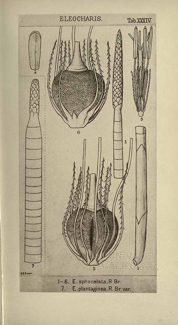 Illustration Eleocharis sphacelata, Par Clarke, C.B., Illustrations of Cyperaceae (1909) Ill. Cyper. (1909), via plantillustrations 