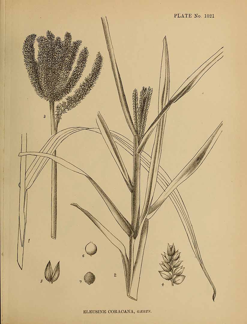 Illustration Eleusine coracana, Par Indian medicinal plants (vol. 5: t. 1021), via plantillustrations 