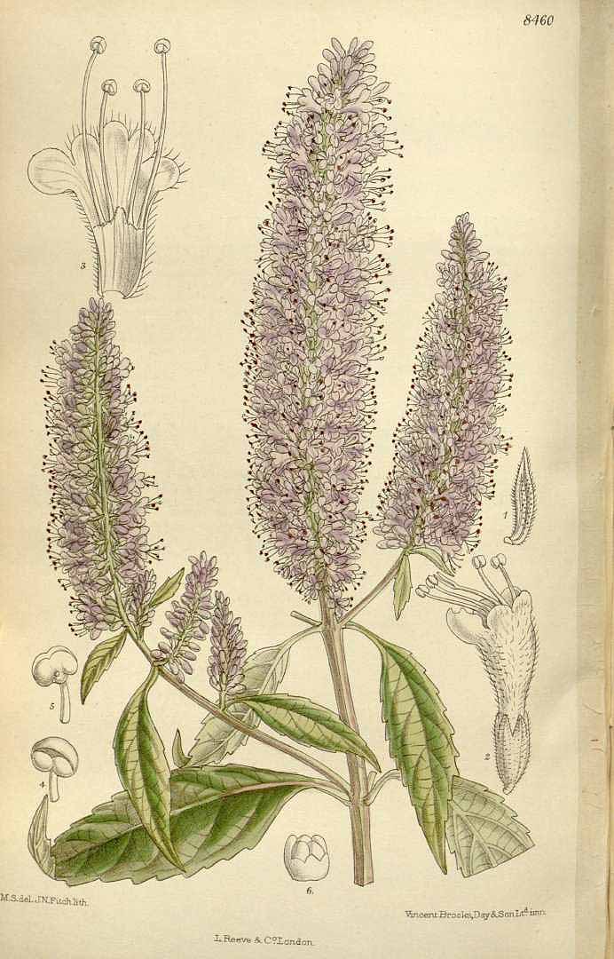 Illustration Elsholtzia stauntonii, Par Curtis´s Botanical Magazine (vol. 138 [ser. 4, vol. 8]: t. 8460, 1912) [M. Smith], via plantillustrations 