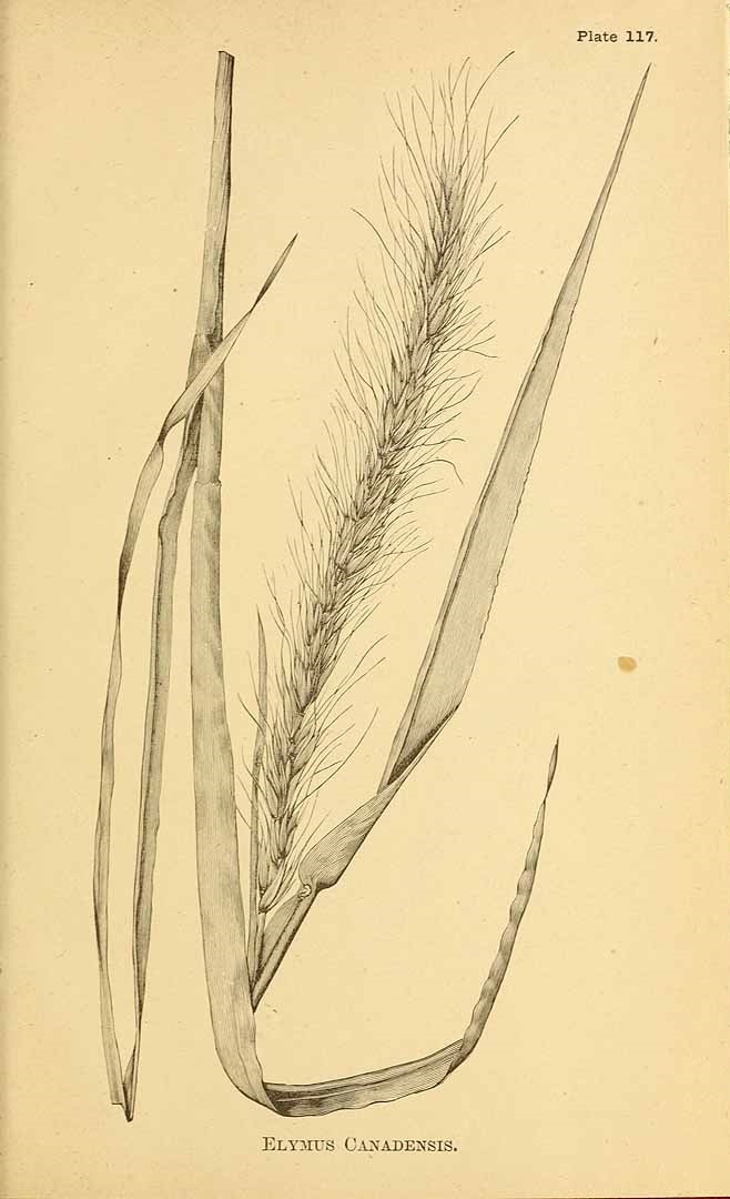 Illustration Elymus canadensis, Par Vasey, G., Richardson, C., agricultural grasses of the United States (1884) Agric. Grass. U.S., via plantillustrations 