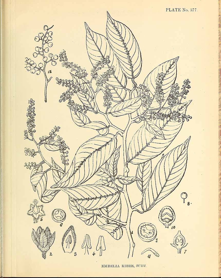Illustration Embelia ribes, Par Kirtikar, K.R., Basu, B.D., Indian medicinal plants, Plates (1918) Ind. Med. Pl., Plates vol. 3 (1918), via plantillustrations 