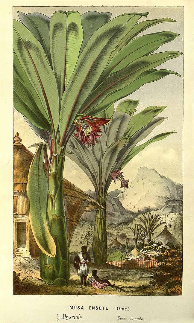 Illustration Ensete ventricosum, Par Van Houtte, L.B., Flore des serres et des jardin de l?Europe (1845-1880) Fl. Serres vol. 14 (1861), via plantillustrations 