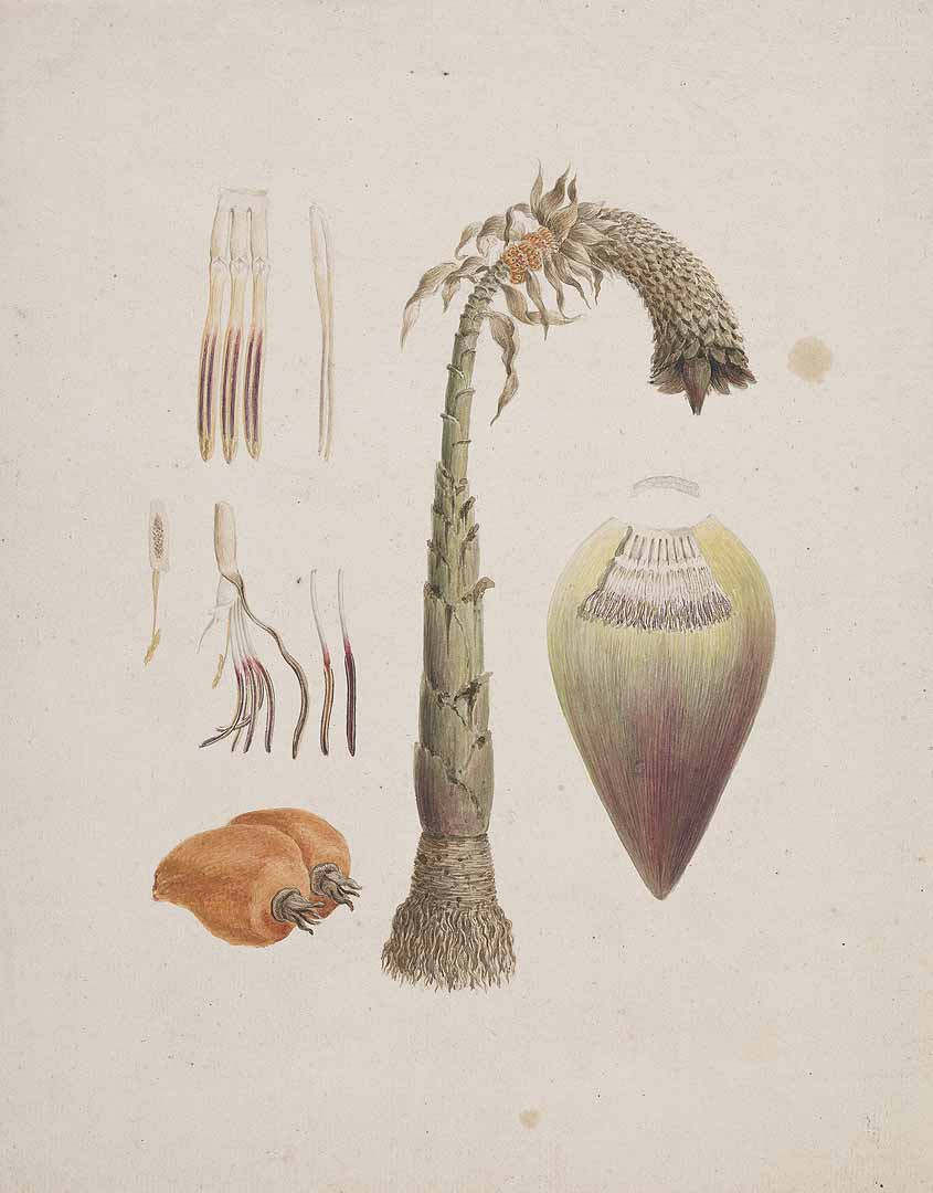 Illustration Ensete ventricosum, Par Balugani, L., Drawings of African plants, from the collection made by J. Bruce on his travels to discover the source of the Nile (1767-1773) (1765-1771)  (1765), via plantillustrations 