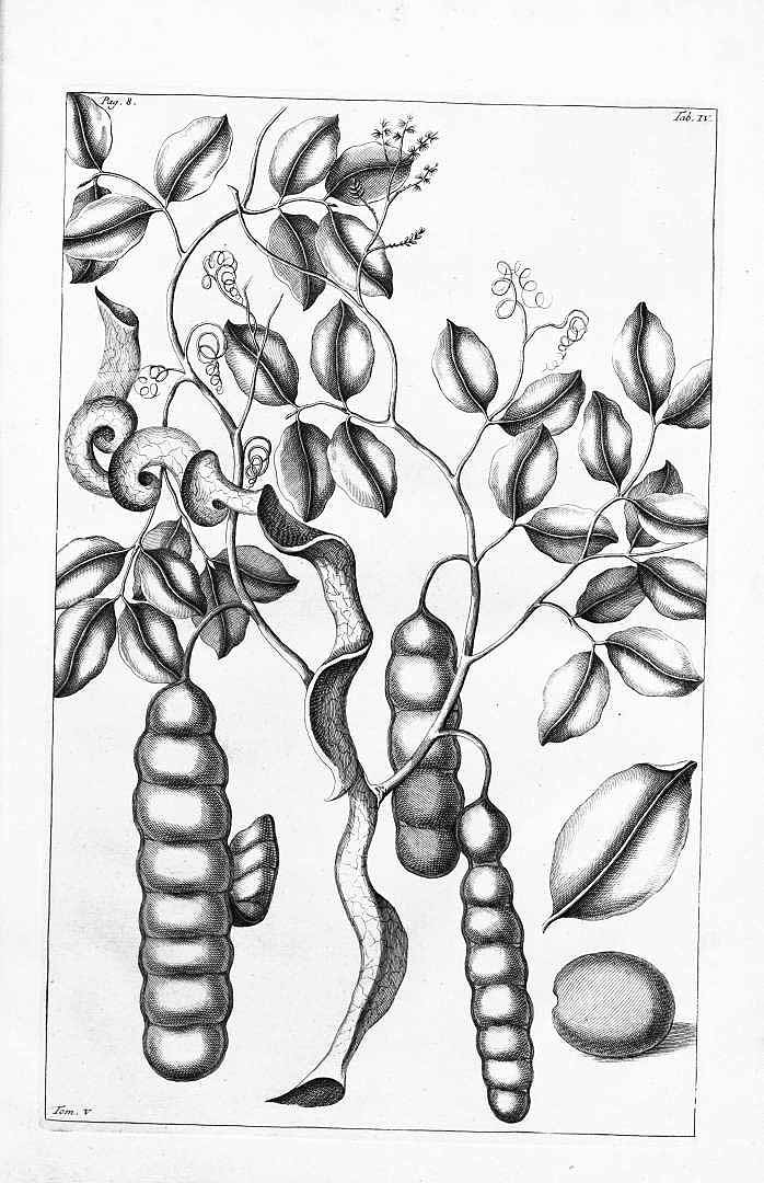 Illustration Entada phaseoloides, Par Rumphius (Rumpf), G.E., Herbarium amboinense (1741-1750) Herb. Amboin. vol. 5 (1747), via plantillustrations 