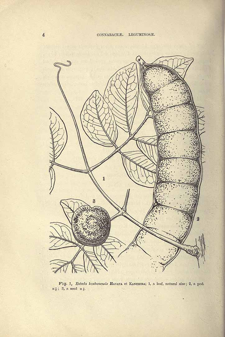 Illustration Entada phaseoloides, Par Hayata, B., Icones plantarum formosanarum (1911-1921) Icon. Pl. Formos. vol. 10 (1921), via plantillustrations 