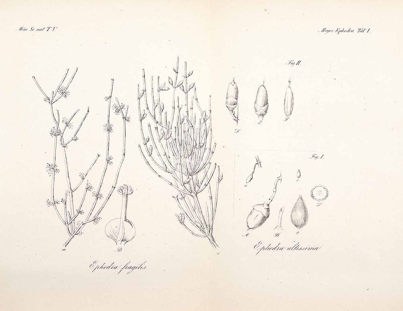 Illustration Ephedra fragilis, Par Meyer, C.A. von, Versuch einer Monographie der Gattung Ephedra (1846) Vers. Monogr. Ephedra (1846) t. 1	f. 2 , via plantillustrations 