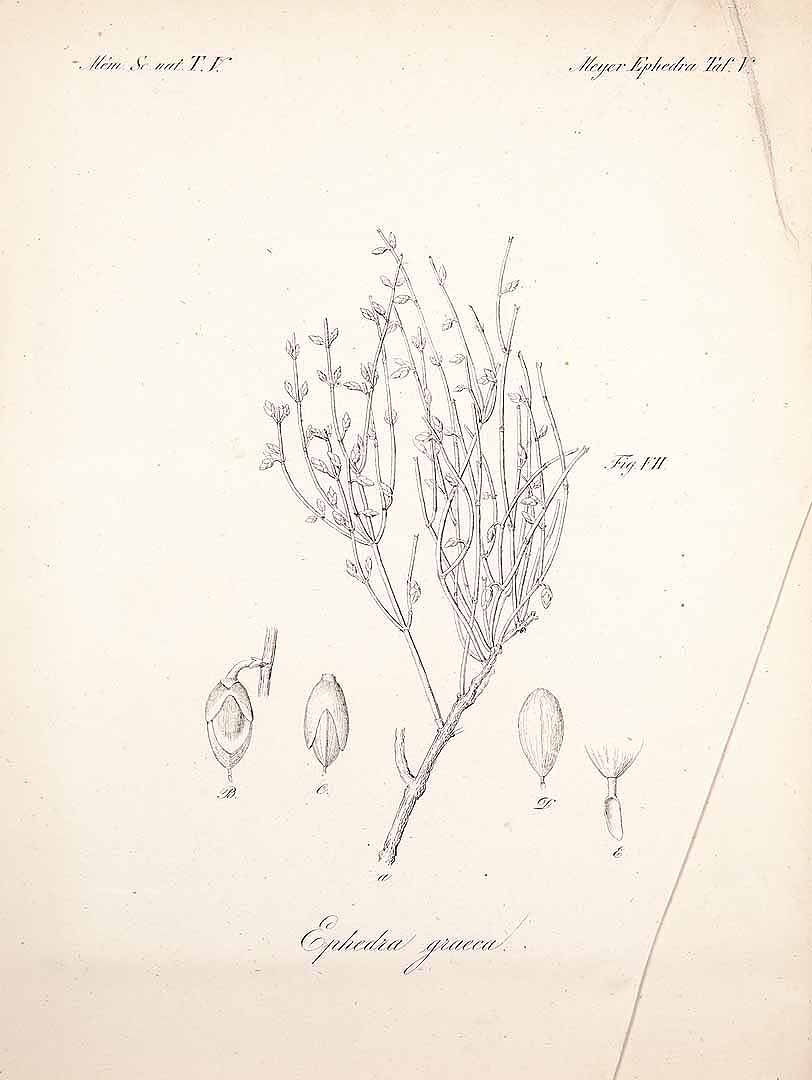 Illustration Ephedra major, Par Meyer, C.A. von, Versuch einer Monographie der Gattung Ephedra (1846) Vers. Monogr. Ephedra (1846) t. 5	f. 7 , via plantillustrations 